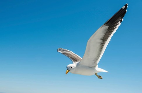 Kelp Gull (Larus dominicanus) in flight in Walvis Bay