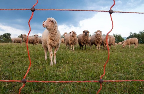 Sheep behind an electric fence