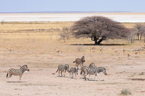 Burchell's Zebras (Equus quagga burchelli) and Springboks (Antidorcas marsupialis) at the Salvadora waterhole