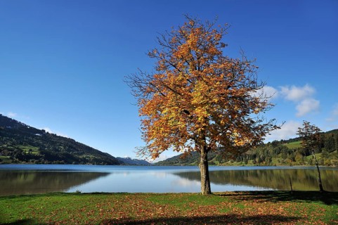 Alpsee lake