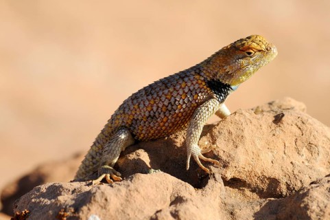 Yellow-backed Spiny Lizard or Desert Spiny Lizard (Sceloporus magister)