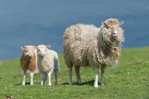 Ewe and lambs