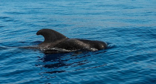 Pilot Whale (Globicephala) emerging from water