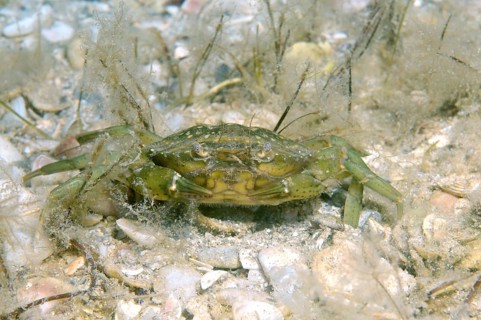 Green Crab (Carcinus aestuarii)