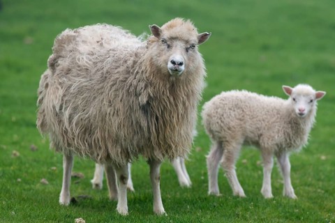 Ewe with lamb
