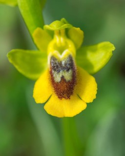 Yellow Ophrys (Ophrys amarilla)