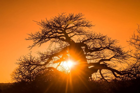 Baobab Tree (Adansonia digitata)