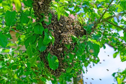 New colony of Honey Bees (Apis mellifera) on the trunk of an apple tree