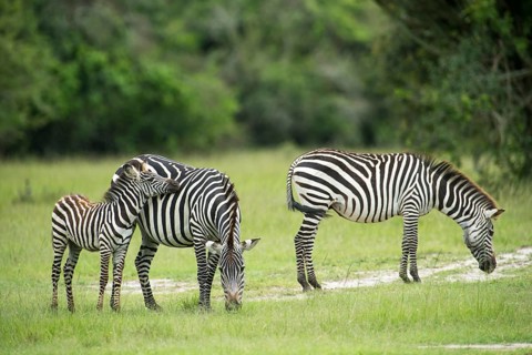 Plains zebras (Equus quagga) with young
