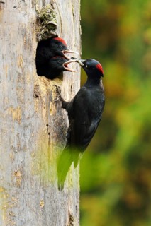 Black Woodpecker (Dryocopus martius) feeding chicks at the nest hole