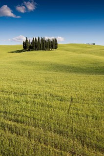 Mediterranean Cypresses (Cupressus sempervirens) and a cornfield