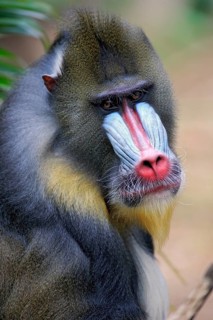 Mandrill (Mandrillus sphinx)