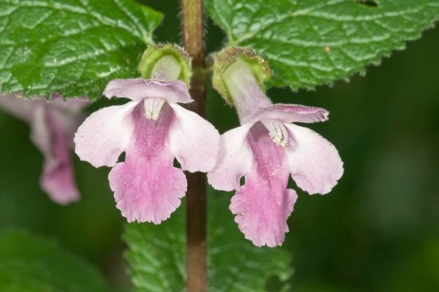 Bastard Balm (Melittis melissophyllum)