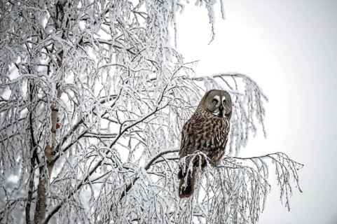 Great Grey Owl (Strix nebulosa)