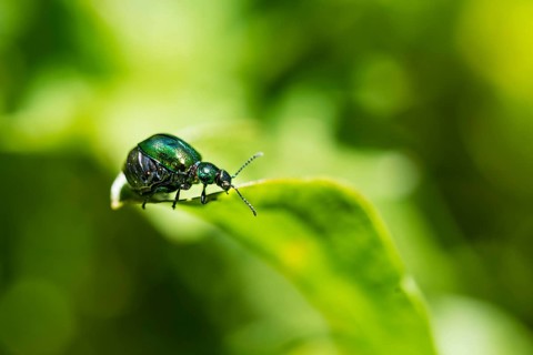 Green Dock Beetle (Gastrophysa viridula)
