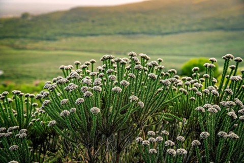 Fynbos