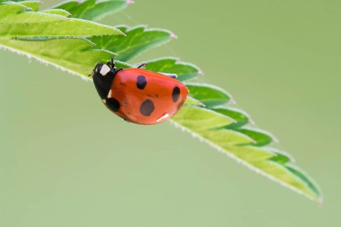 Seven-spot ladybird (Coccinella septempunctata) on a leaf