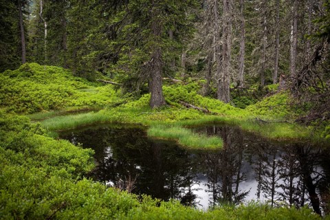 Rauris Jungle