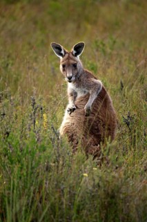 Eastern Grey Kangaroo (Macropus giganteus)