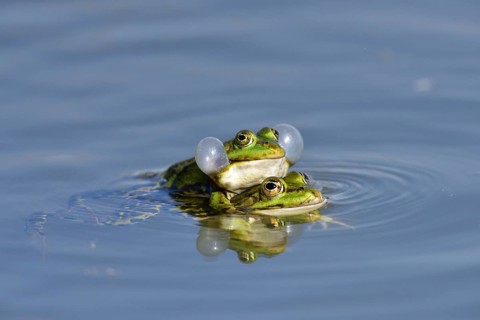 Green frogs (Pelophylax esculentus) calling during mating