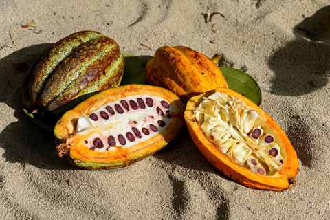 Cocoa tree (Theobroma cacao)