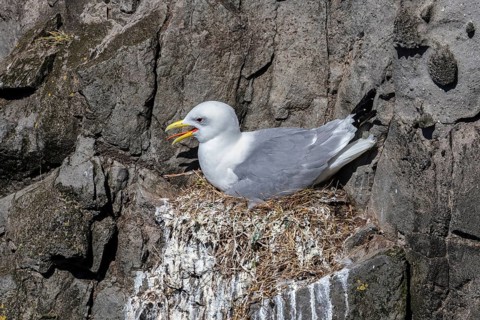Kittiwake (Larus tridactyla) at breeding place