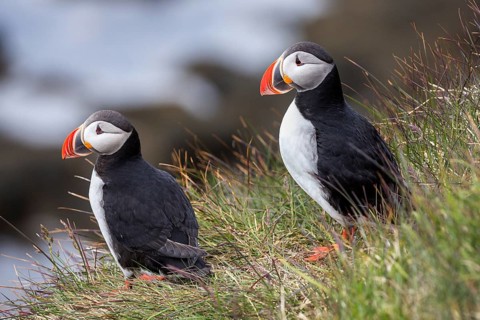 Two Puffins (Fratercula arctica)