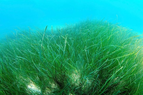 Marine Eelgrass species (Zostera sp.)