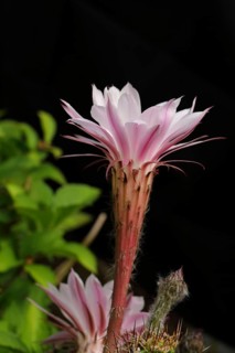 Hedgehog cactus (Echinopsis oxygona)