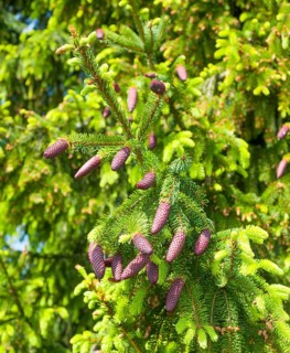 Norway spruce (Picea abies)