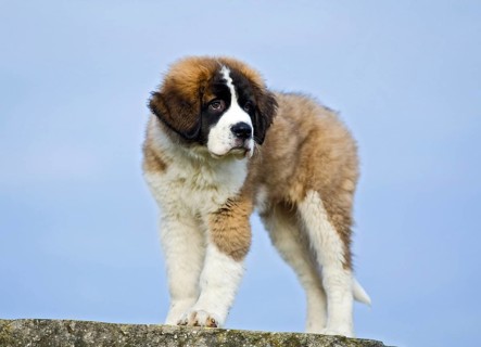 Saint Bernard puppy standing on a boulder