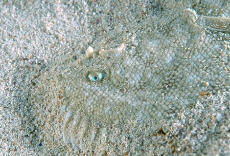 Snouted Sole (Solea lascaris nasuta
