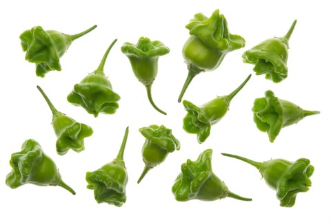 Bhut Jolokia chilies