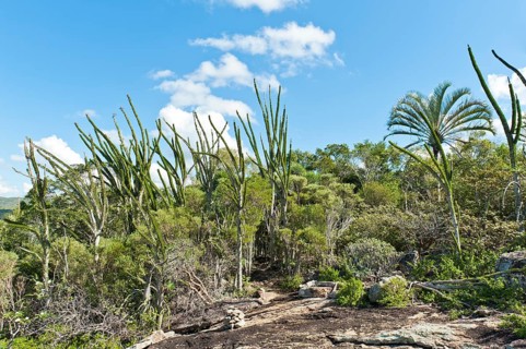 Tropical dry forest landscape with river and rocks