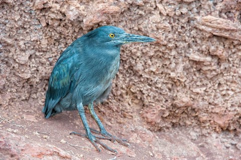 Lava Heron (Butorides sundevalli)