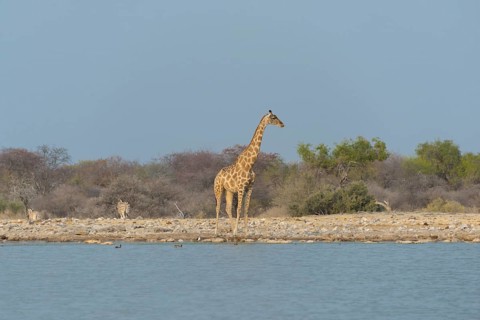 Giraffe (Giraffa camelopardis) standing by the water