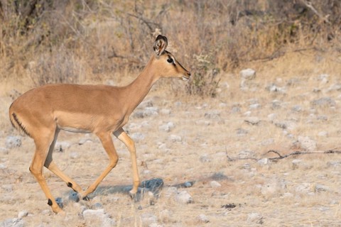 Blacked-faced Impala (Aepyceros melampus petersi)