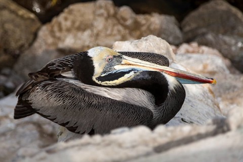 Peruvian Pelican (Pelecanus thagus)