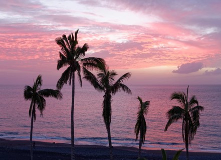 Palm trees by the sea at dusk