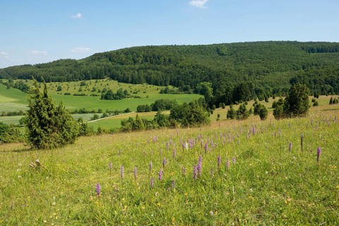Juniper pastures