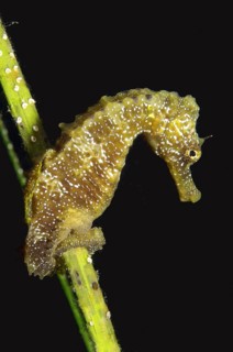 Short-snouted Seahorse (Hippocampus hippocampus)
