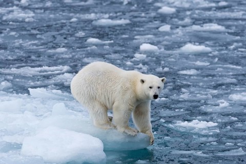 Polar bear (Ursus maritimus) standing on the edge of an ice floe