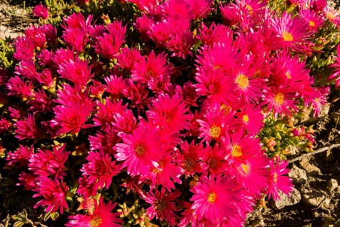Livingstone Daisy (Dorotheanthus bellidiformis)