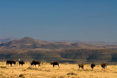 Black Wildebeest (Connochaetes gnou)