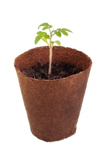 Tomato plant (Solanum lycopersicum) growing in a biodegradable pot