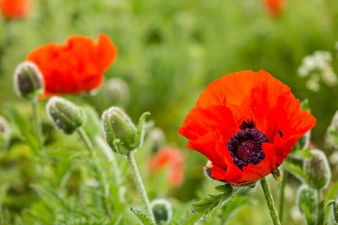 Oriental Poppy (Papaver orientale)
