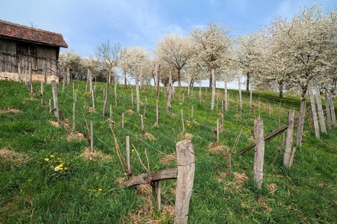 Wine growing