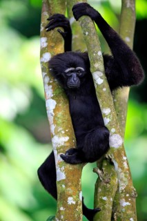 Black-handed Gibbon or Agile Gibbon (Hylobates agilis)