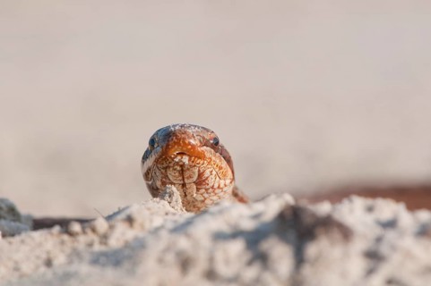 Smooth Snake (Coronella austriaca)