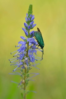 Spiked speedwell (Veronica spicata) with Green Forester (Adscita statices)